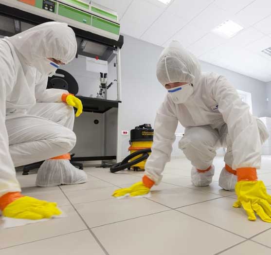 mould removal
