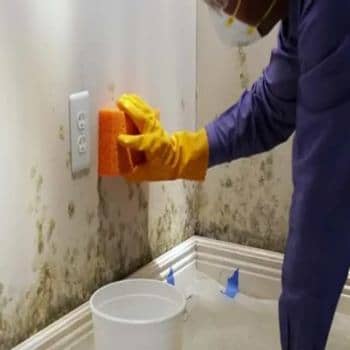 mold-removal-near-me